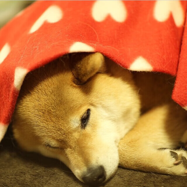 布克狂飙45分！森林狼轻取上海队，中美篮球友谊赛燃爆夏日