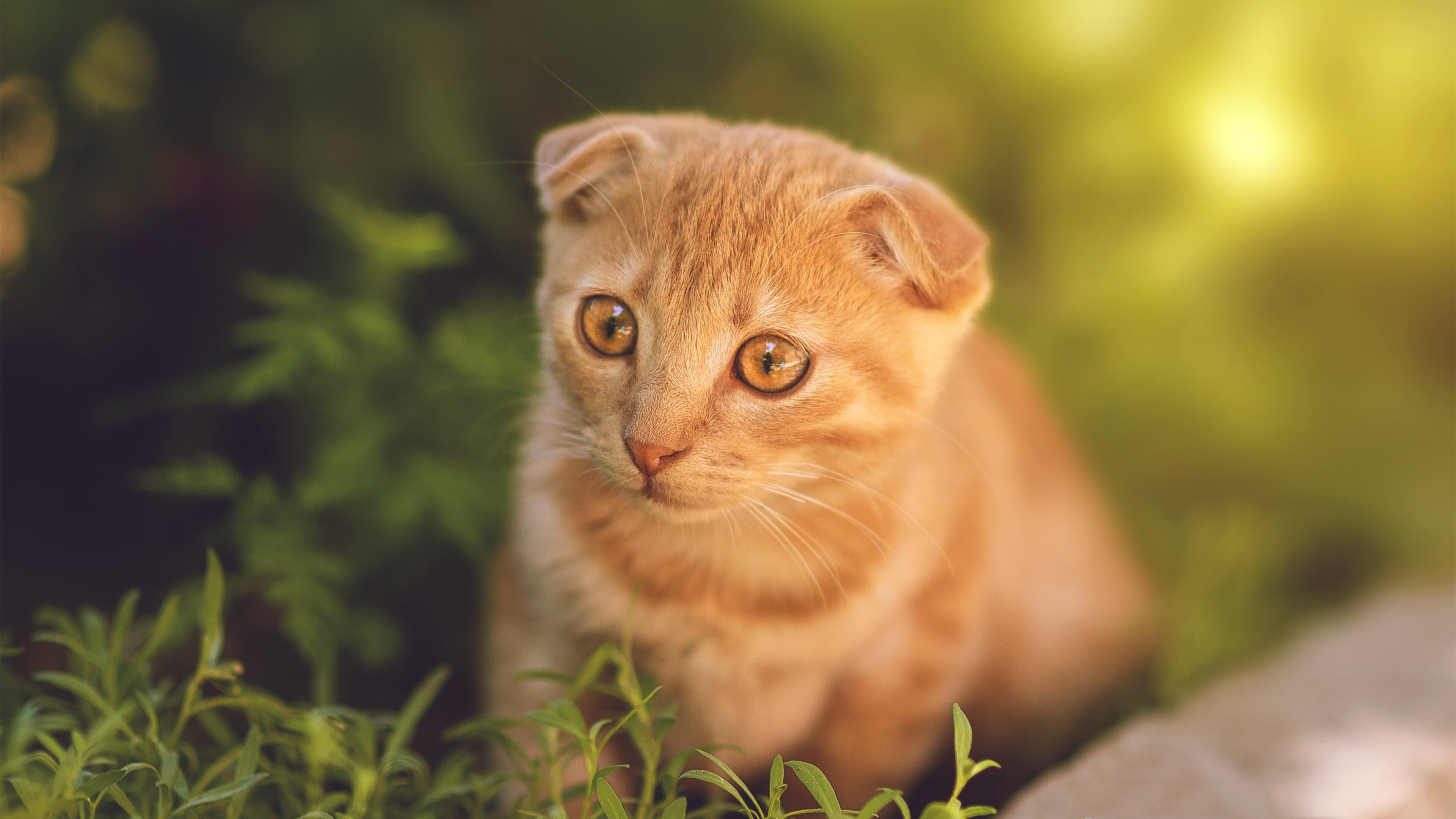 绿衫铁壁，当奇才的防守机器碾碎雷霆的青春风暴